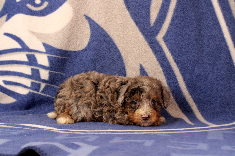 puppy, for, sale, Mini Bernedoodle F1, Matthew B. Stoltzfus, dog, breeder, Gap, PA, dog-breeder, puppy-for-sale, forsale, nearby, find, puppyfind, locator, puppylocator, aca